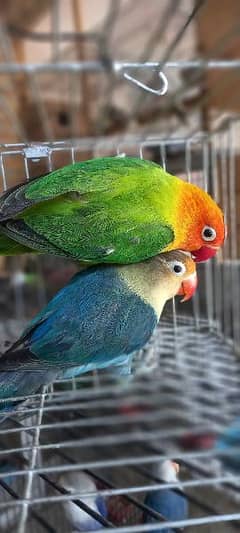 Lovebirds breeder Pair available.