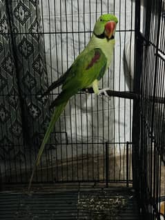 Kashmiri raw parrot 03277758001