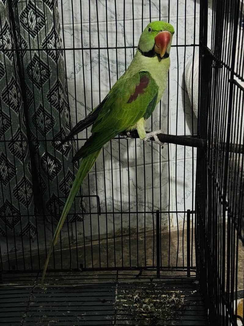 Kashmiri raw parrot 03277758001 1