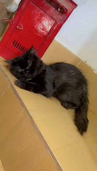 Persian Full Black 3rp coat kitten (Phone no:03284546670) 1
