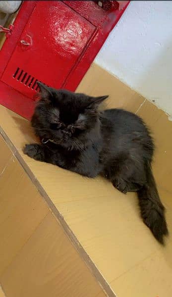 Persian Full Black 3rp coat kitten (Phone no:03284546670) 2
