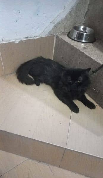 Persian Full Black 3rp coat kitten (Phone no:03284546670) 3