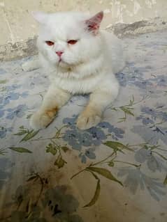 ofer White cat Golden eyes Fresh all OK  wattsapp03288156204