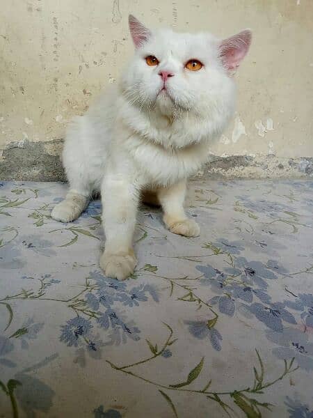 ofer White cat Golden eyes Fresh all OK  wattsapp03288156204 1