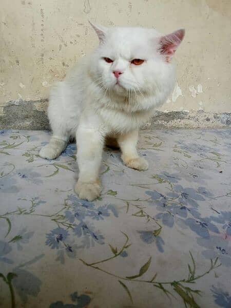 ofer White cat Golden eyes Fresh all OK  wattsapp03288156204 2