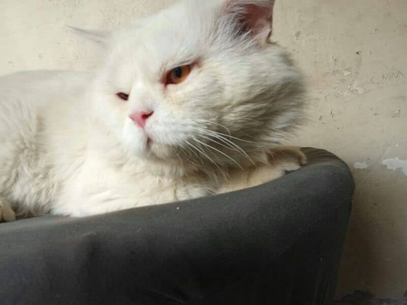 ofer White cat Golden eyes Fresh all OK  wattsapp03288156204 7