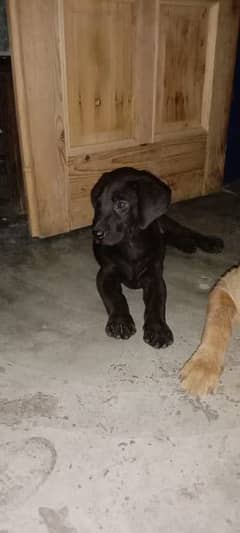 American Labra Dog For sale In black colour he will in 26 day of birth