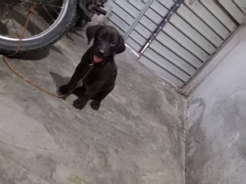 American Labra Dog For sale In black colour he will in 26 day of birth 1