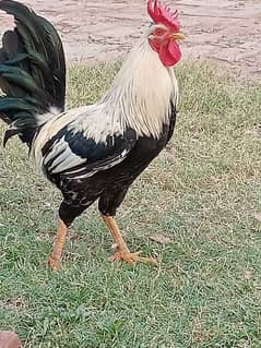 buttercup ittalii  imported breed , world s most beautiful hens