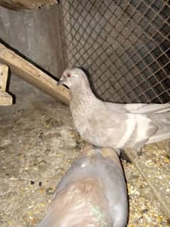 pigeon for sale only call 0