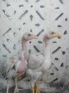 aseel chicks for sale i