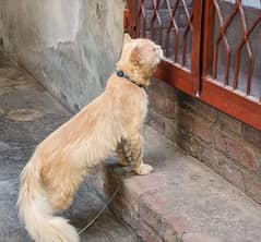 Majestic Persian Cat for Sale: Elegant and Loving"