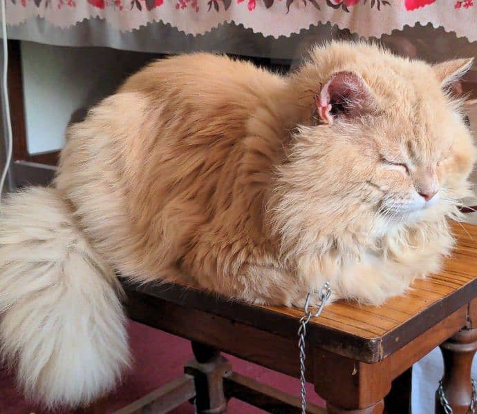 Majestic Persian Cat for Sale: Elegant and Loving" 1