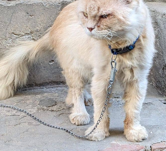 Majestic Persian Cat for Sale: Elegant and Loving" 2