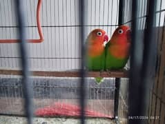 lovebirds green fishers