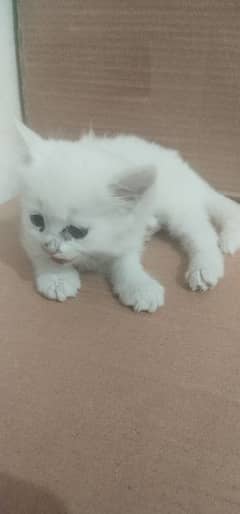 30 days kitten pure white persian