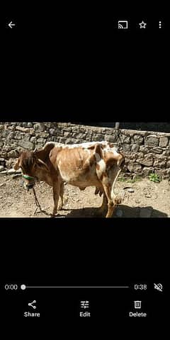 sahiwal cross cow for sale in Bagh Azad Kashmir 0