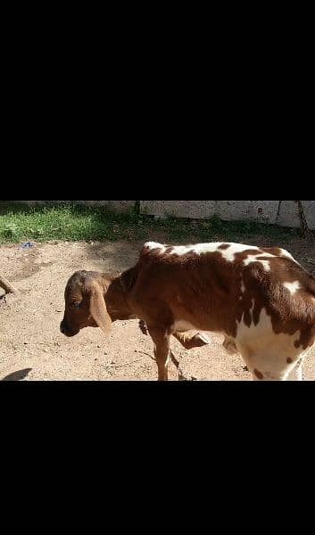sahiwal cross cow for sale in Bagh Azad Kashmir 3