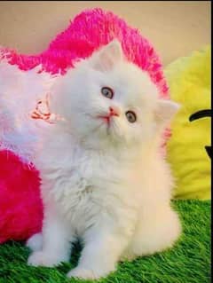 3 cott Persian kittens 0