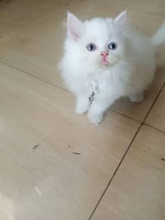 steam Punch face Persian kitten for sale male and female available