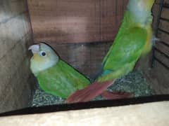 Lovebirds Pineaple knor are available. 3 males and 2 females.