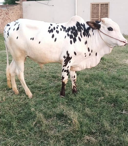 Beautiful Bull for Qurbani -2025 2