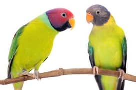 plum head parrot pair for sale location chakwal price final 14000
