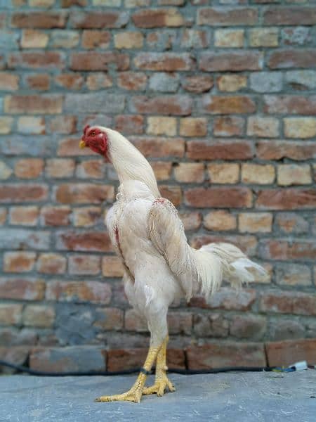 white shamo chiks 3 chiks 20 day kay or 2 chiks 35 day 3