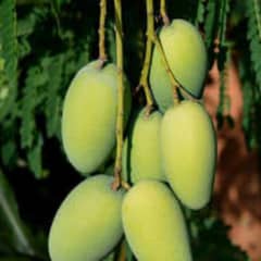 *//Happy Mango Season//*

Premium quality Saroli and Daseri 
available