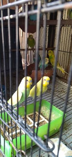 budgie colony for sale with cage