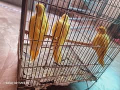yellow parrot for sale full healthy cheap price ph 03/00/96/37/92/8