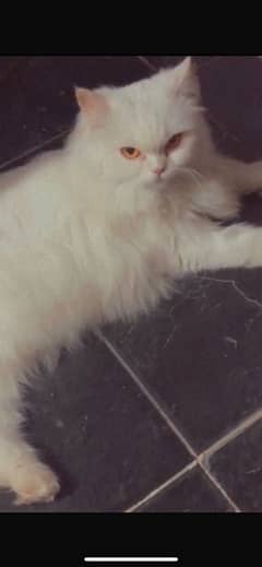 Persian female 1 year triple code  for sale 0