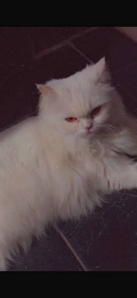 Persian female 1 year triple code  for sale 1