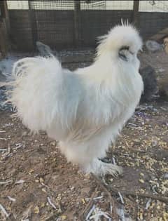 White silkie 2 months + available. .