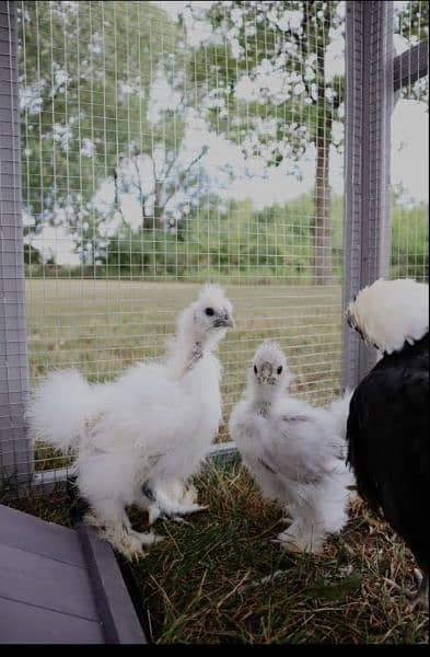 White silkie 2 months + available. . 2