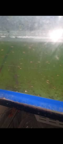 subakin goldfish fry 1.5 month age size 1/2 inches and mix