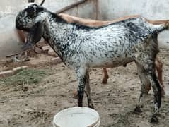 Male goats