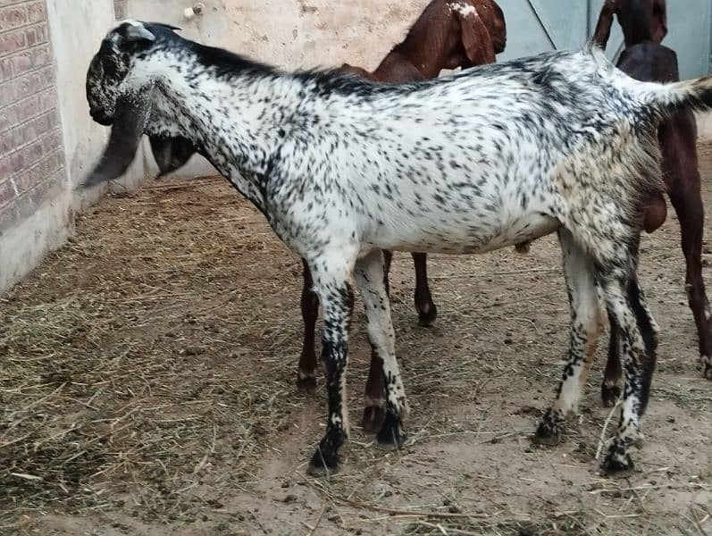 Male goats 1