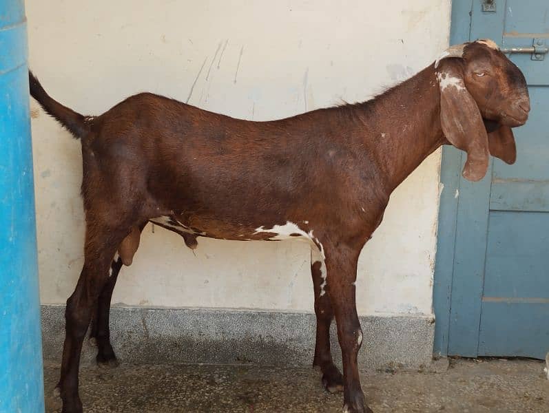 Male goats 7