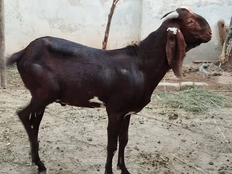 Male goats 13