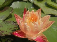 imported water lily plants different varieties available in banigala