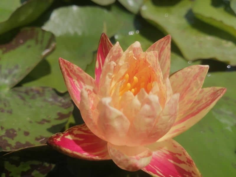 imported water lily plants different varieties available in banigala 0