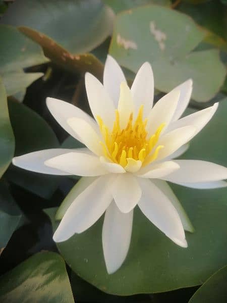 imported water lily plants different varieties available in banigala 1