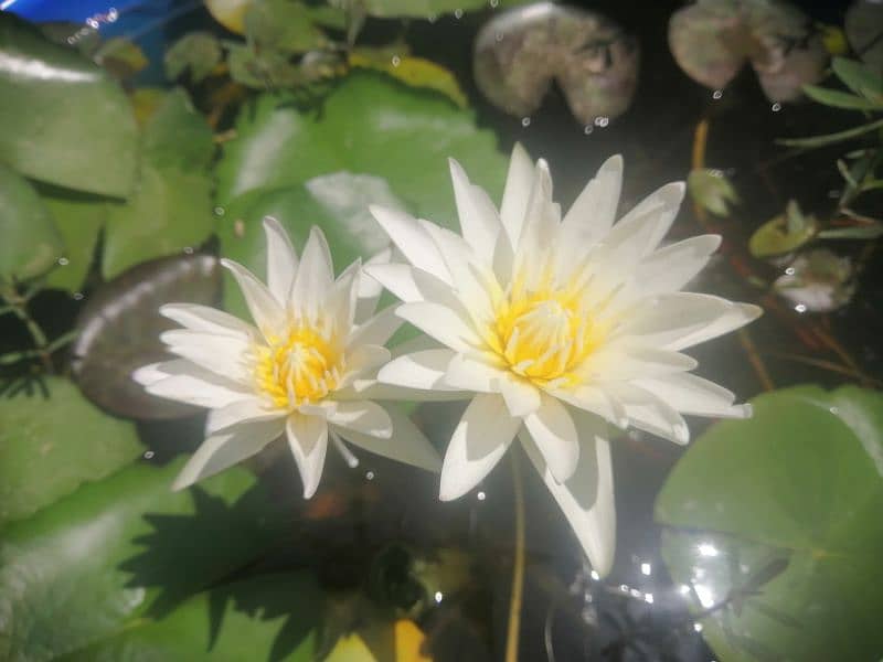 imported water lily plants different varieties available in banigala 2