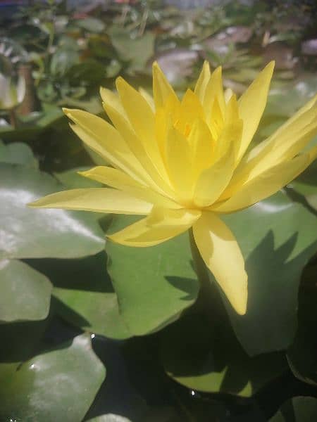 imported water lily plants different varieties available in banigala 4