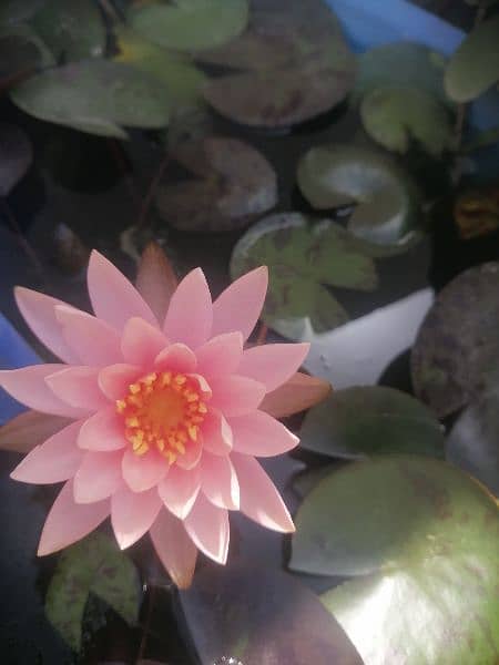 imported water lily plants different varieties available in banigala 5