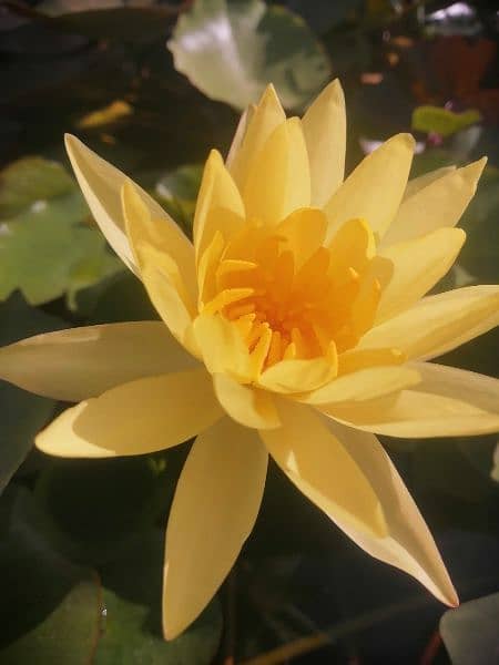 imported water lily plants different varieties available in banigala 6