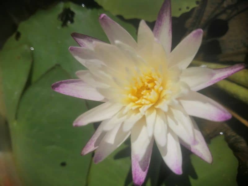 imported water lily plants different varieties available in banigala 7