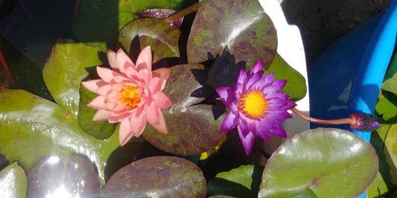 imported water lily plants different varieties available in banigala 8