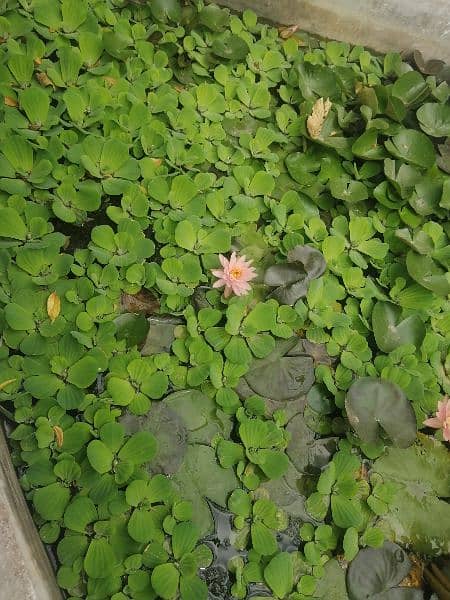 imported water lily plants different varieties available in banigala 9